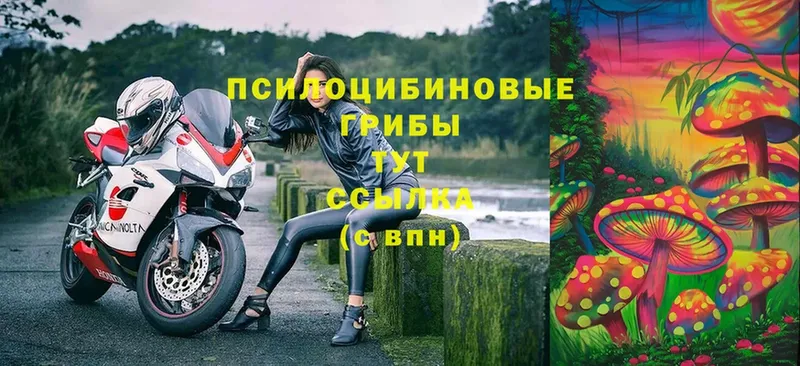 Галлюциногенные грибы Cubensis  Боготол 